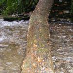 Tree with Coins in it, St Nectans Glen